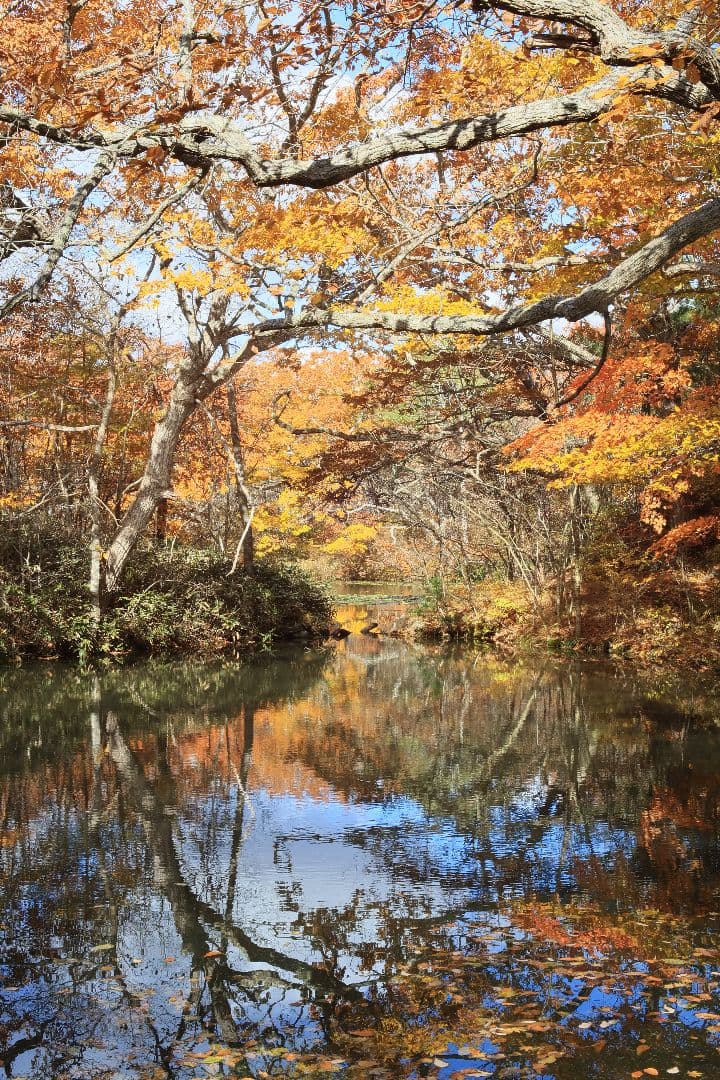 Super-Takumar 50mm F1.4 前期型 〈8枚玉〉【光学美品】