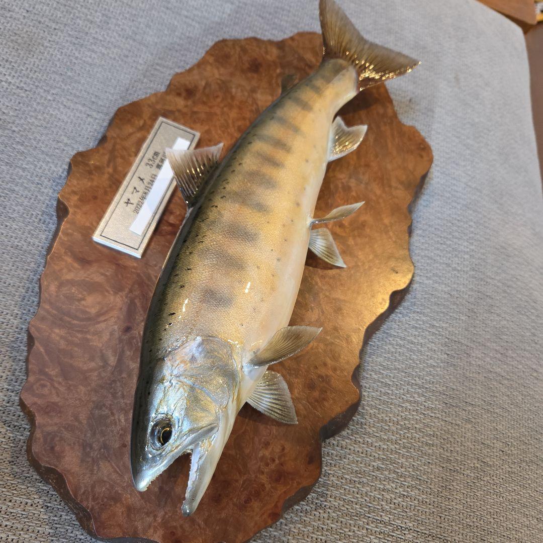 ヤマメ 剥製 33cm 木製台座(壁掛け)