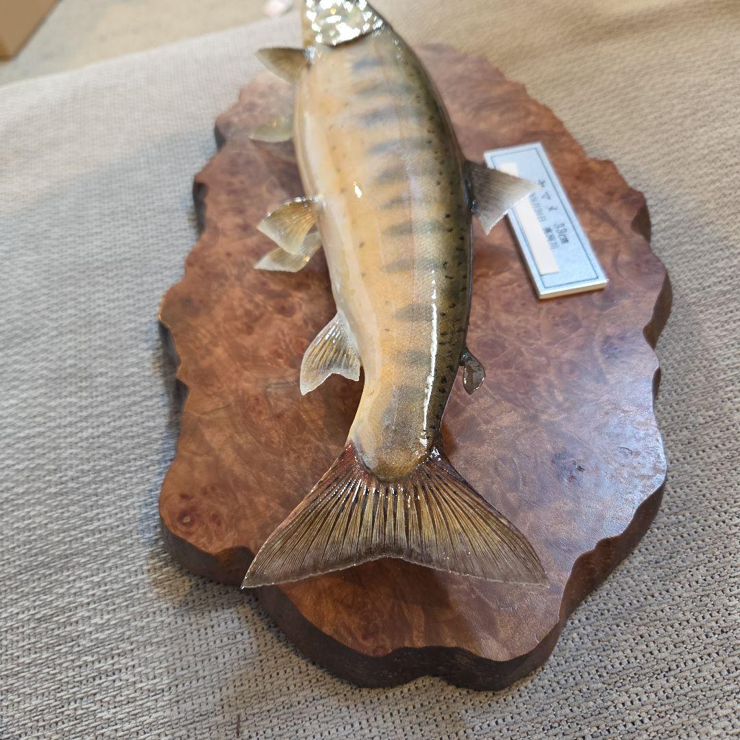 ヤマメ 剥製 33cm 木製台座(壁掛け)