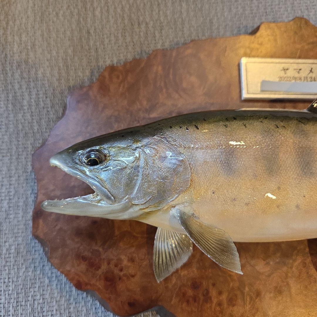 ヤマメ 剥製 33cm 木製台座(壁掛け)