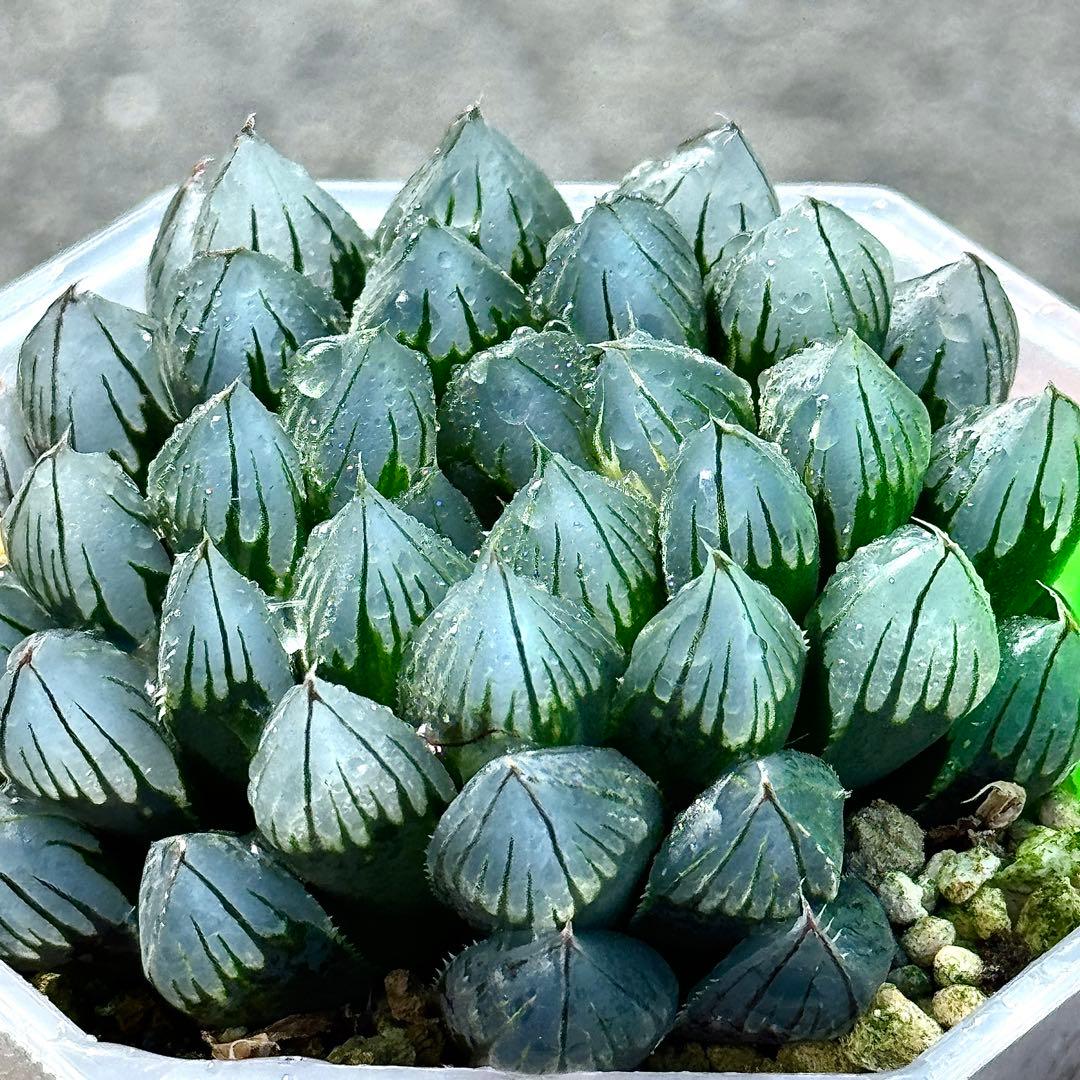 り*こ様 ブルーレイオブツーサ錦　超美株　ハオルチア　観葉植物　32