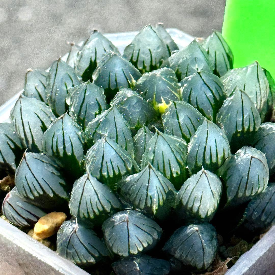 り*こ様 ブルーレイオブツーサ錦　超美株　ハオルチア　観葉植物　32