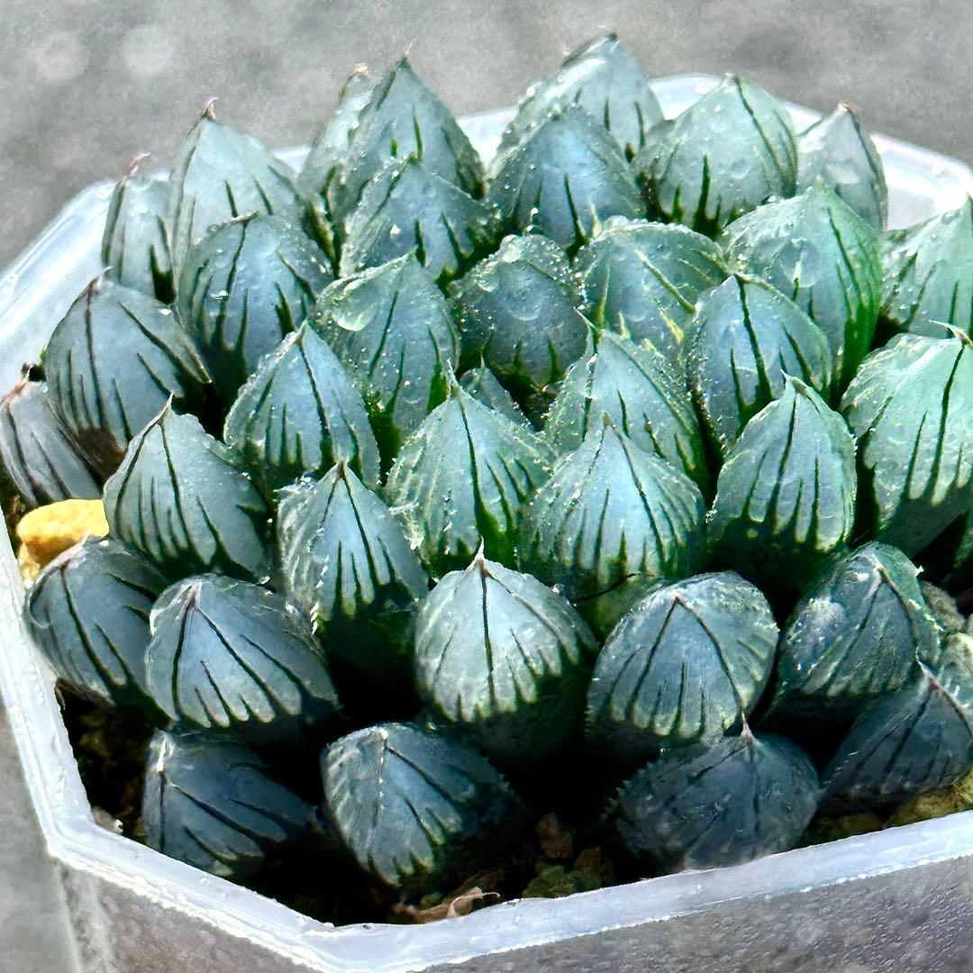 り*こ様 ブルーレイオブツーサ錦　超美株　ハオルチア　観葉植物　32