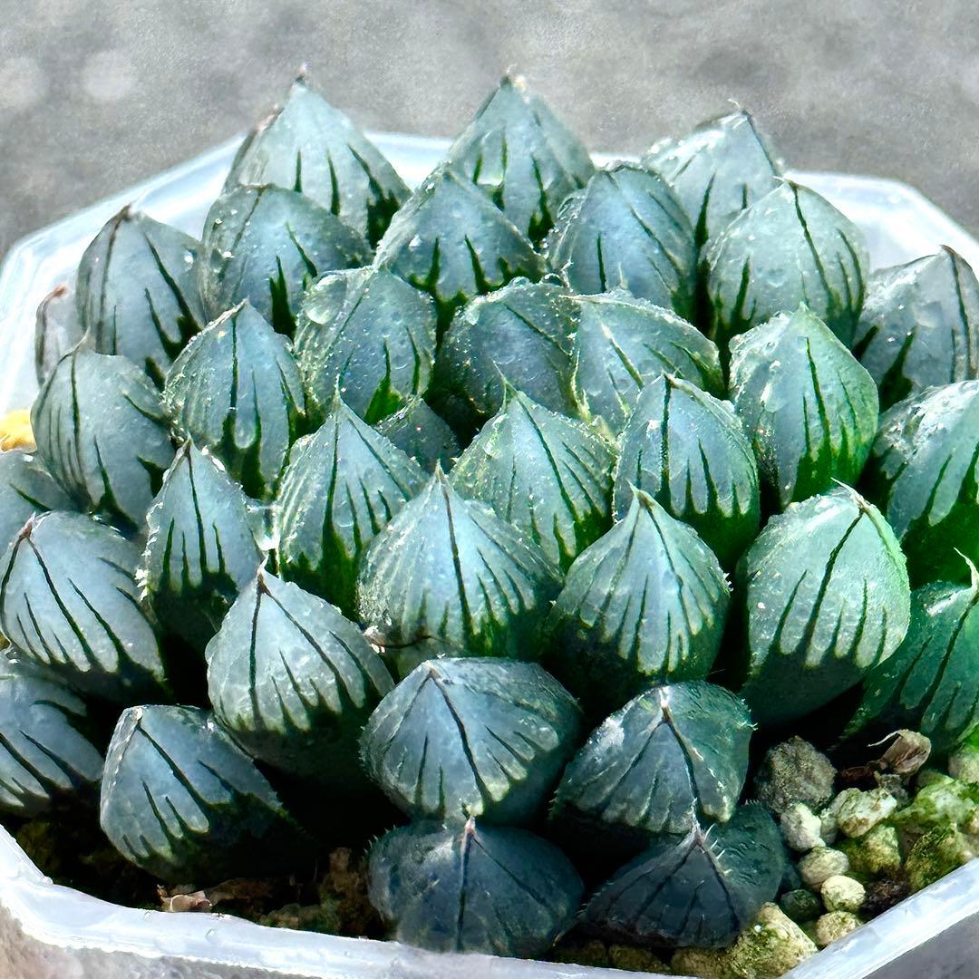 り*こ様 ブルーレイオブツーサ錦　超美株　ハオルチア　観葉植物　32