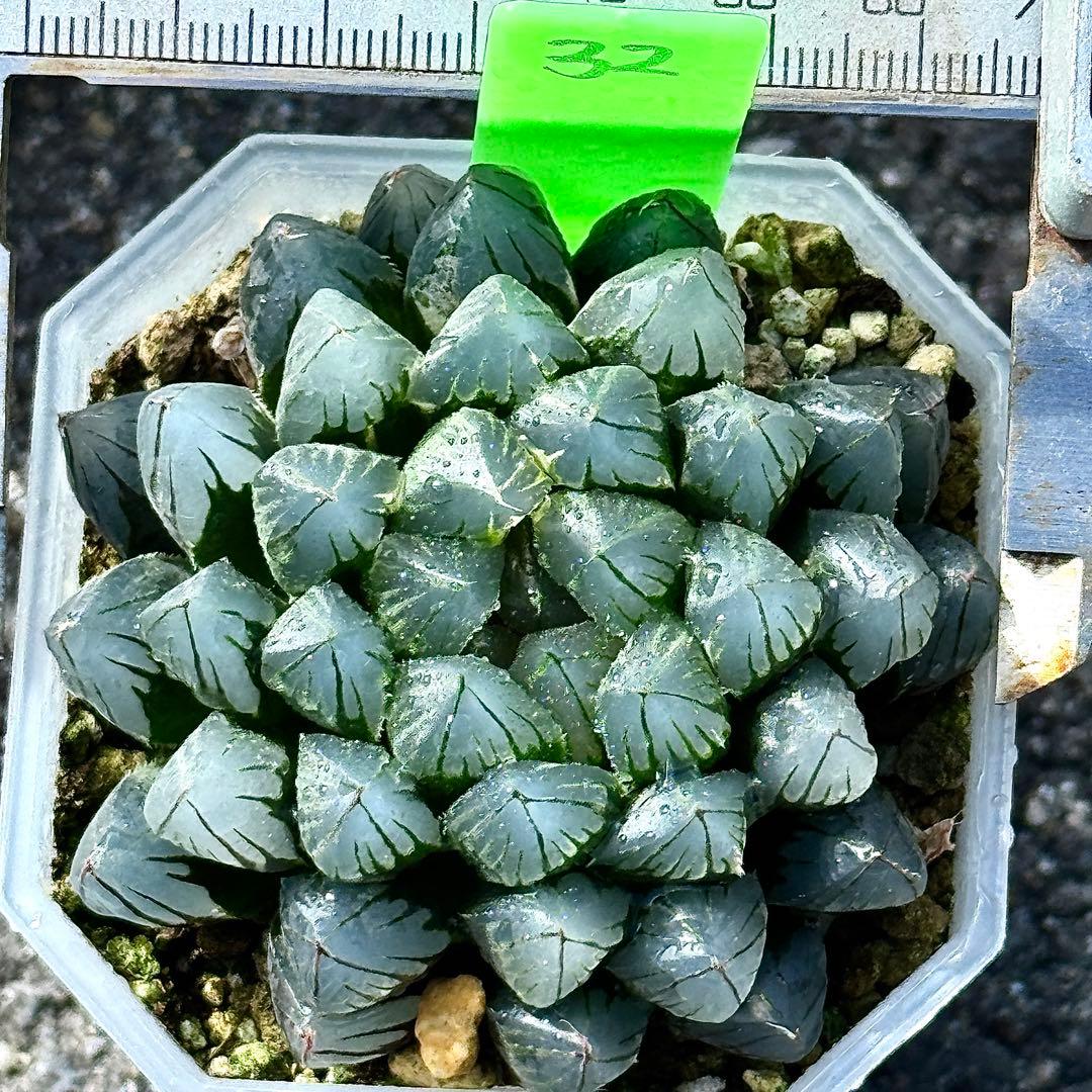 り*こ様 ブルーレイオブツーサ錦　超美株　ハオルチア　観葉植物　32