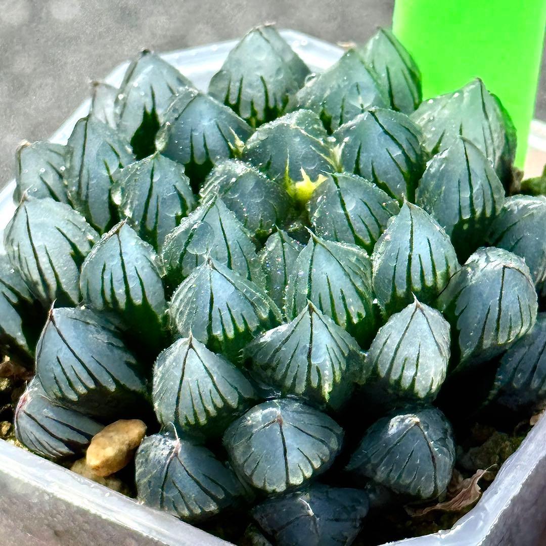 り*こ様 ブルーレイオブツーサ錦　超美株　ハオルチア　観葉植物　32