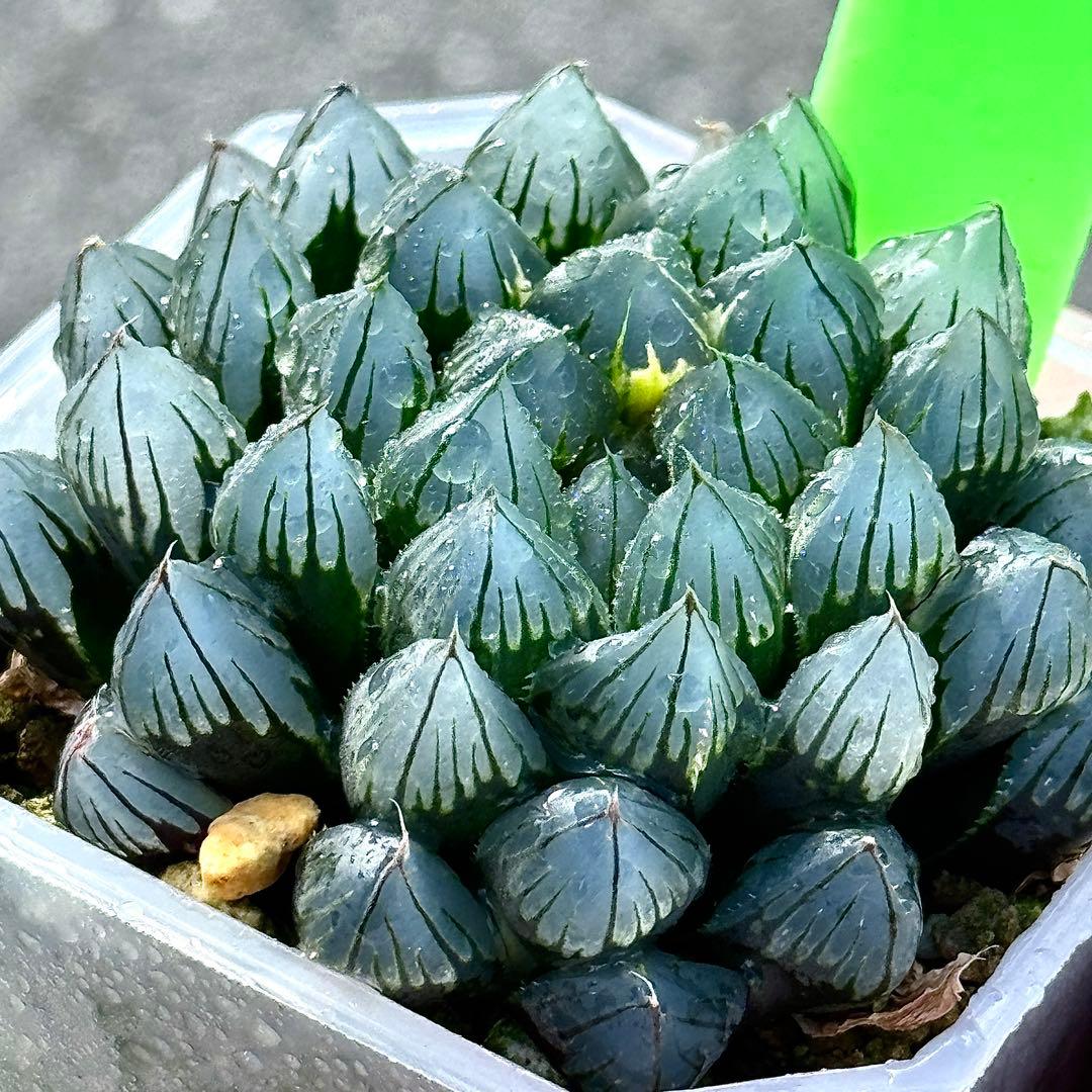 り*こ様 ブルーレイオブツーサ錦　超美株　ハオルチア　観葉植物　32