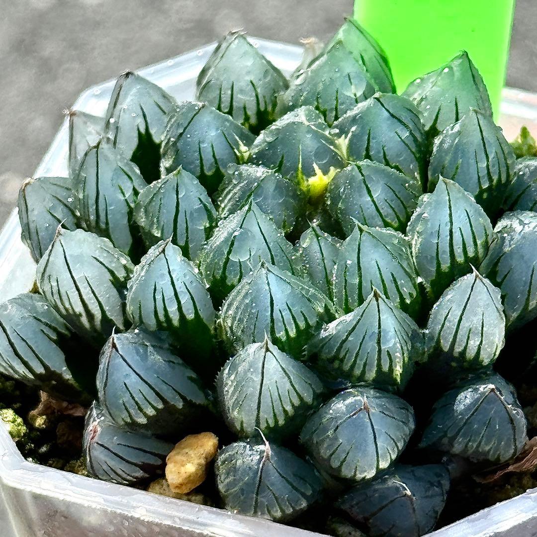 り*こ様 ブルーレイオブツーサ錦　超美株　ハオルチア　観葉植物　32