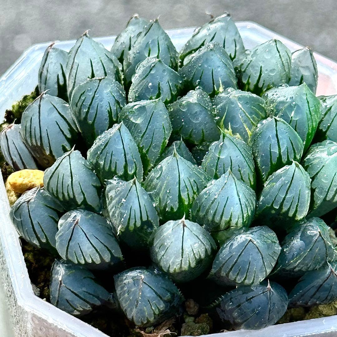り*こ様 ブルーレイオブツーサ錦　超美株　ハオルチア　観葉植物　32