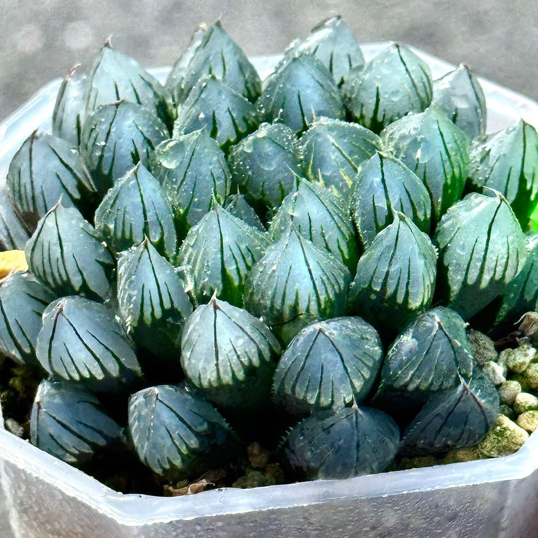 り*こ様 ブルーレイオブツーサ錦　超美株　ハオルチア　観葉植物　32