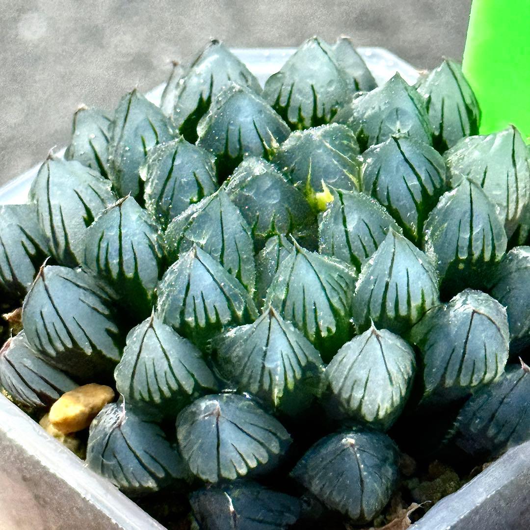 り*こ様 ブルーレイオブツーサ錦　超美株　ハオルチア　観葉植物　32