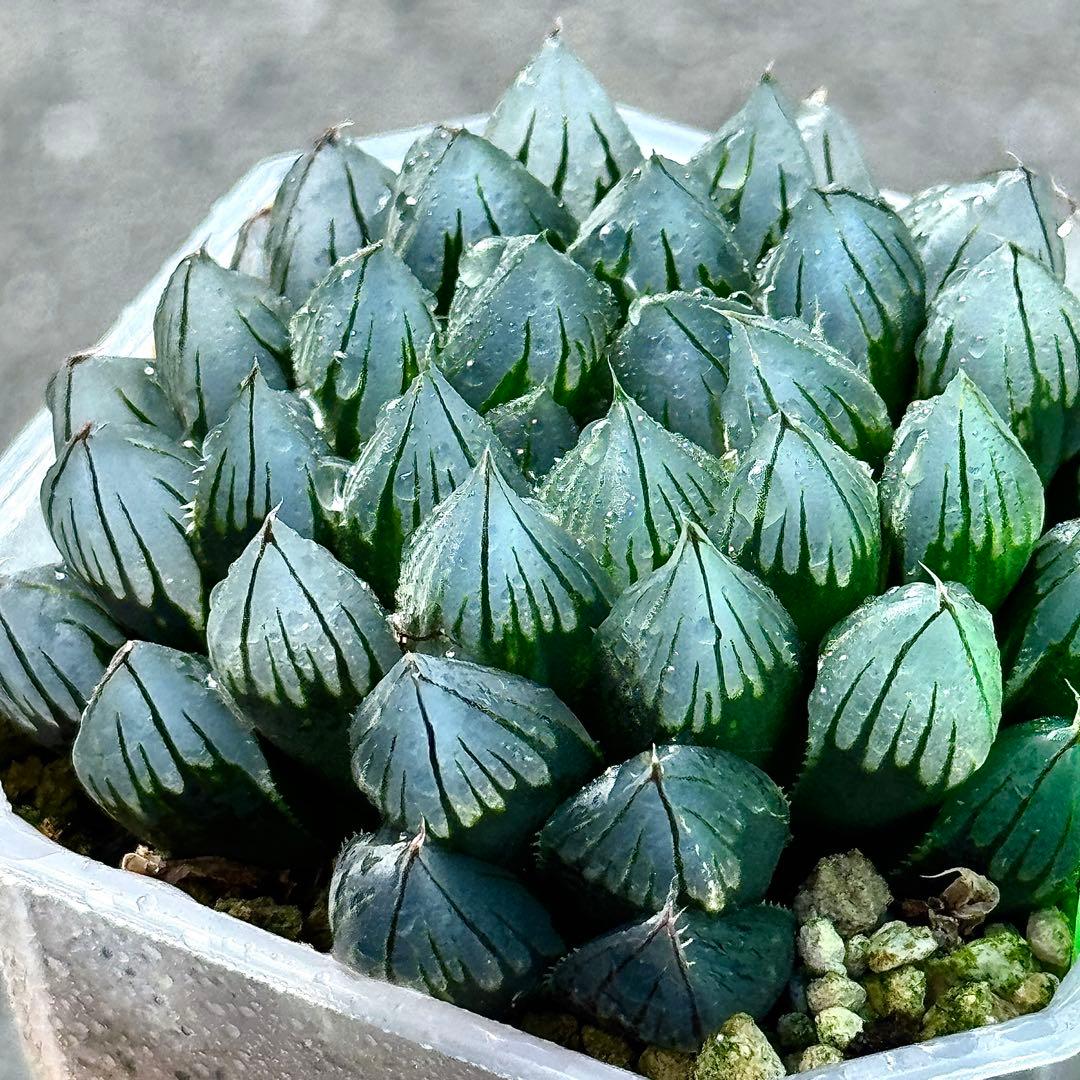 り*こ様 ブルーレイオブツーサ錦　超美株　ハオルチア　観葉植物　32