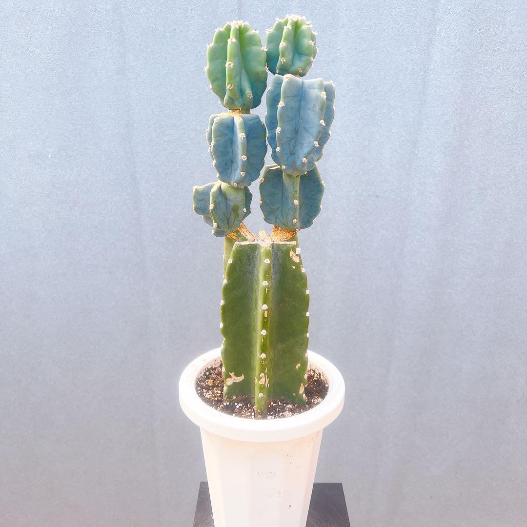 現品　サボテン　柱サボテン　ブランチ　柱サボテンブランチ　鬼面角　32番