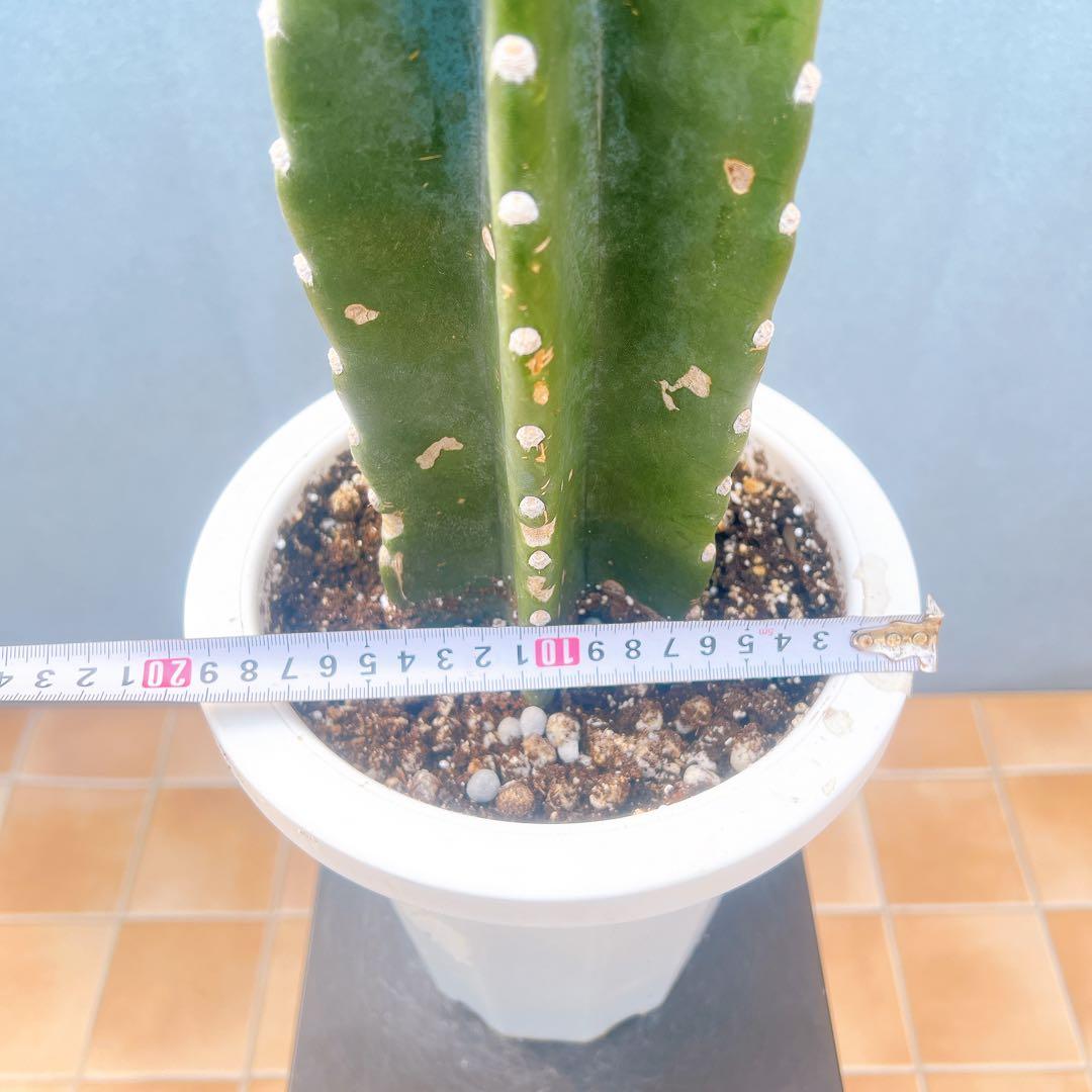 現品　サボテン　柱サボテン　ブランチ　柱サボテンブランチ　鬼面角　32番