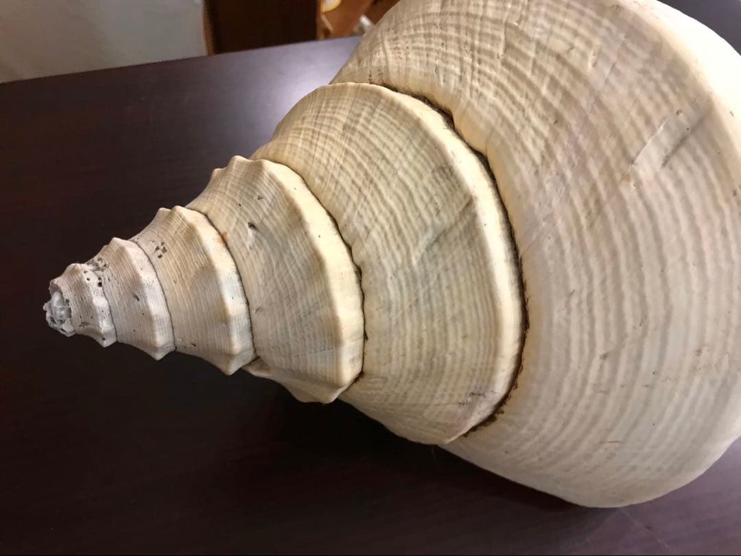 希少 アラフラオオニシ 世界一大きい貝殻 標本 化石 インテリア 雑貨 自然