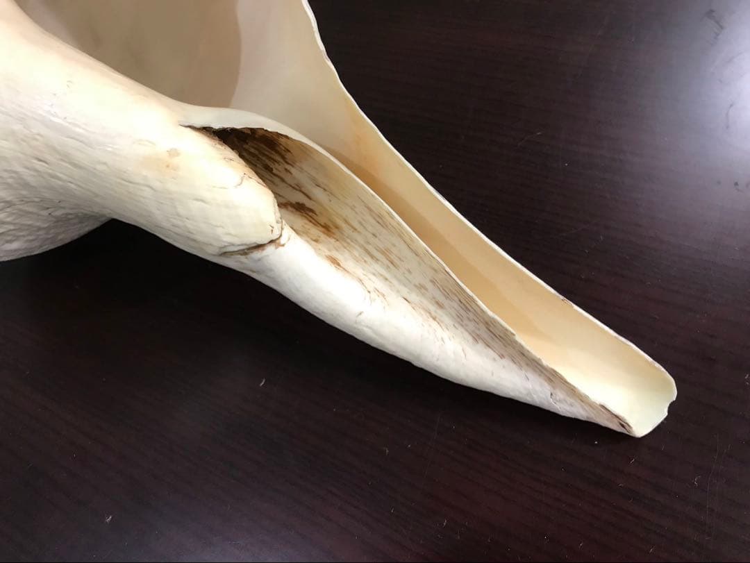 希少 アラフラオオニシ 世界一大きい貝殻 標本 化石 インテリア 雑貨 自然