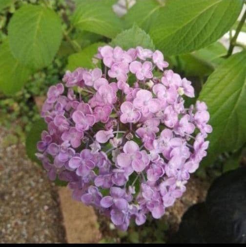 オタフクアジサイ現品A 　オマケ付