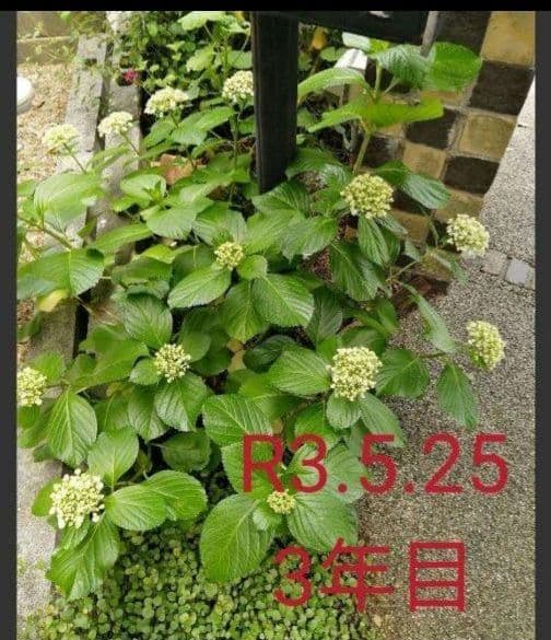 オタフクアジサイ現品A 　オマケ付