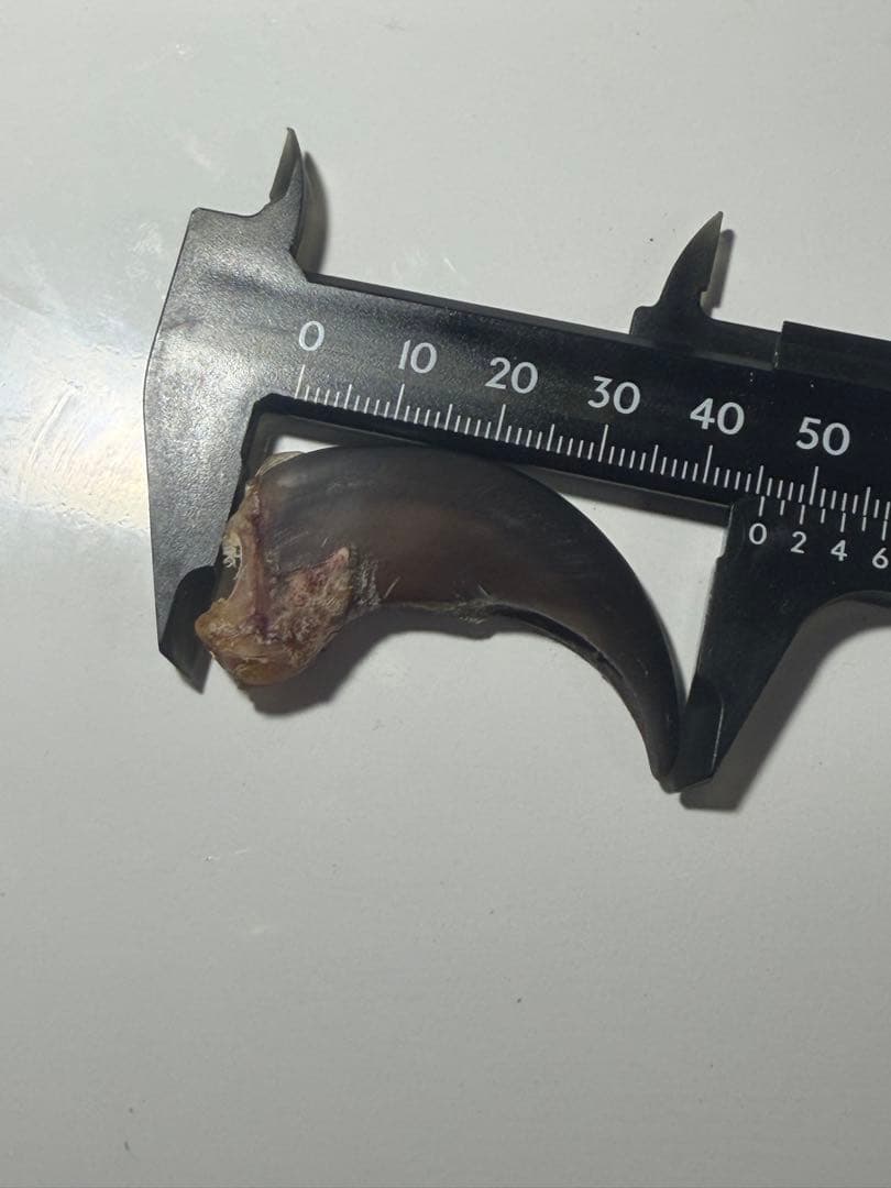 熊爪　爪　ツキノワグマ　ネックレス　キーホルダー　送料無料