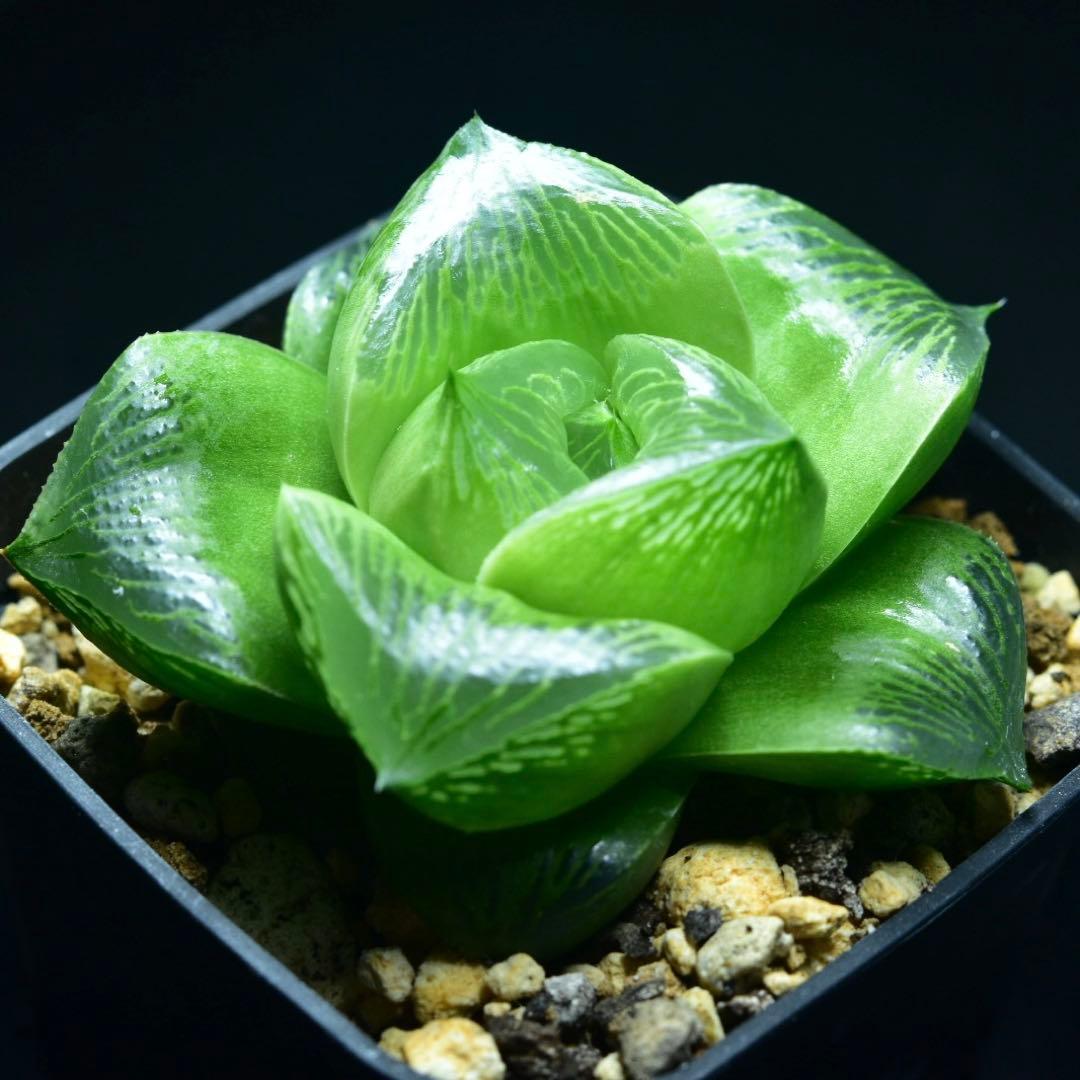 ②SP実生　ハオルチア　多肉植物　観葉植物