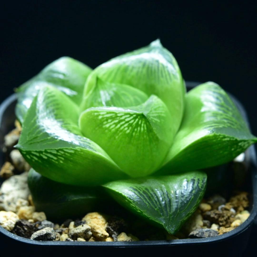 ②SP実生　ハオルチア　多肉植物　観葉植物