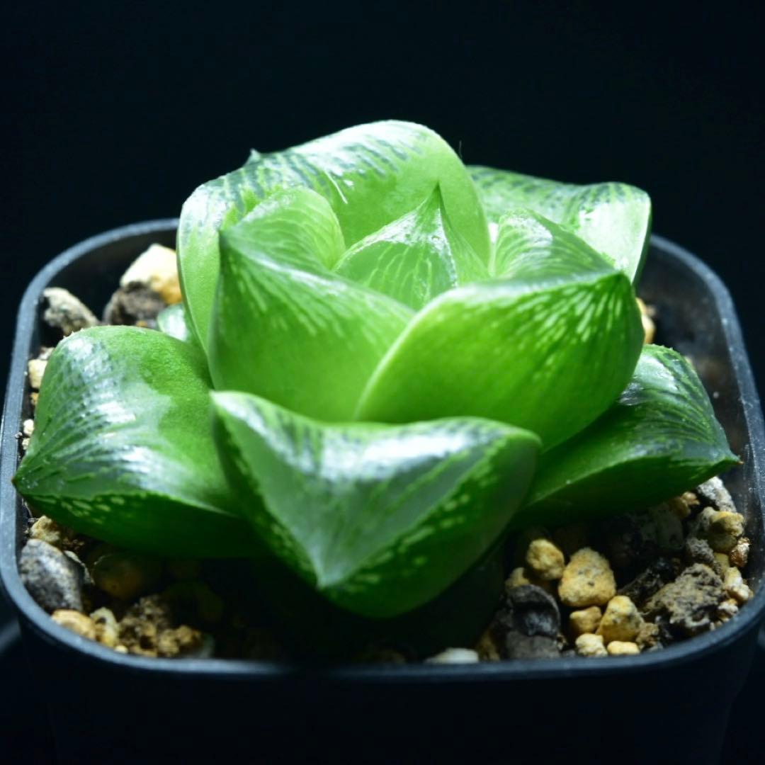 ②SP実生　ハオルチア　多肉植物　観葉植物