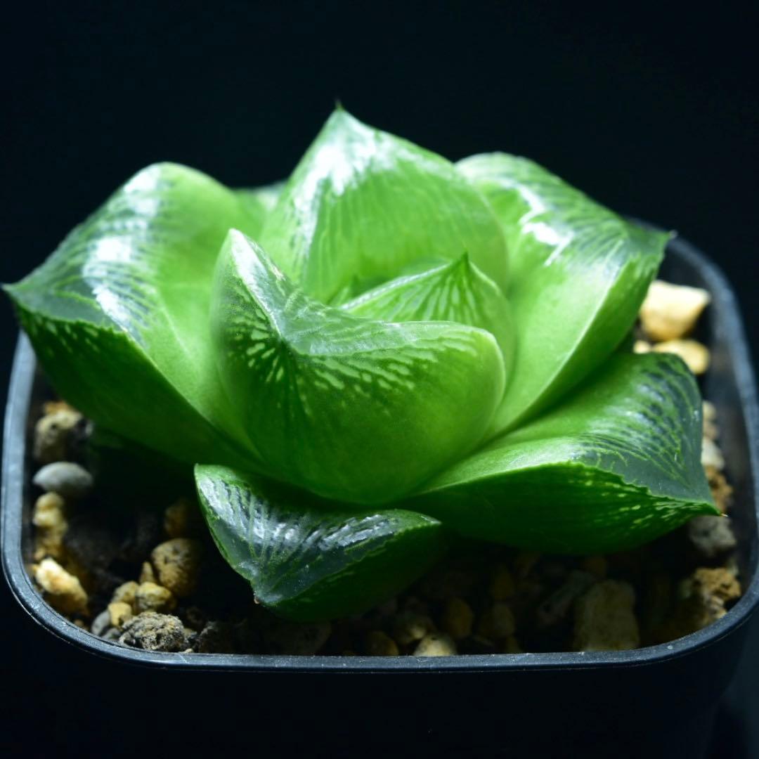 ②SP実生　ハオルチア　多肉植物　観葉植物