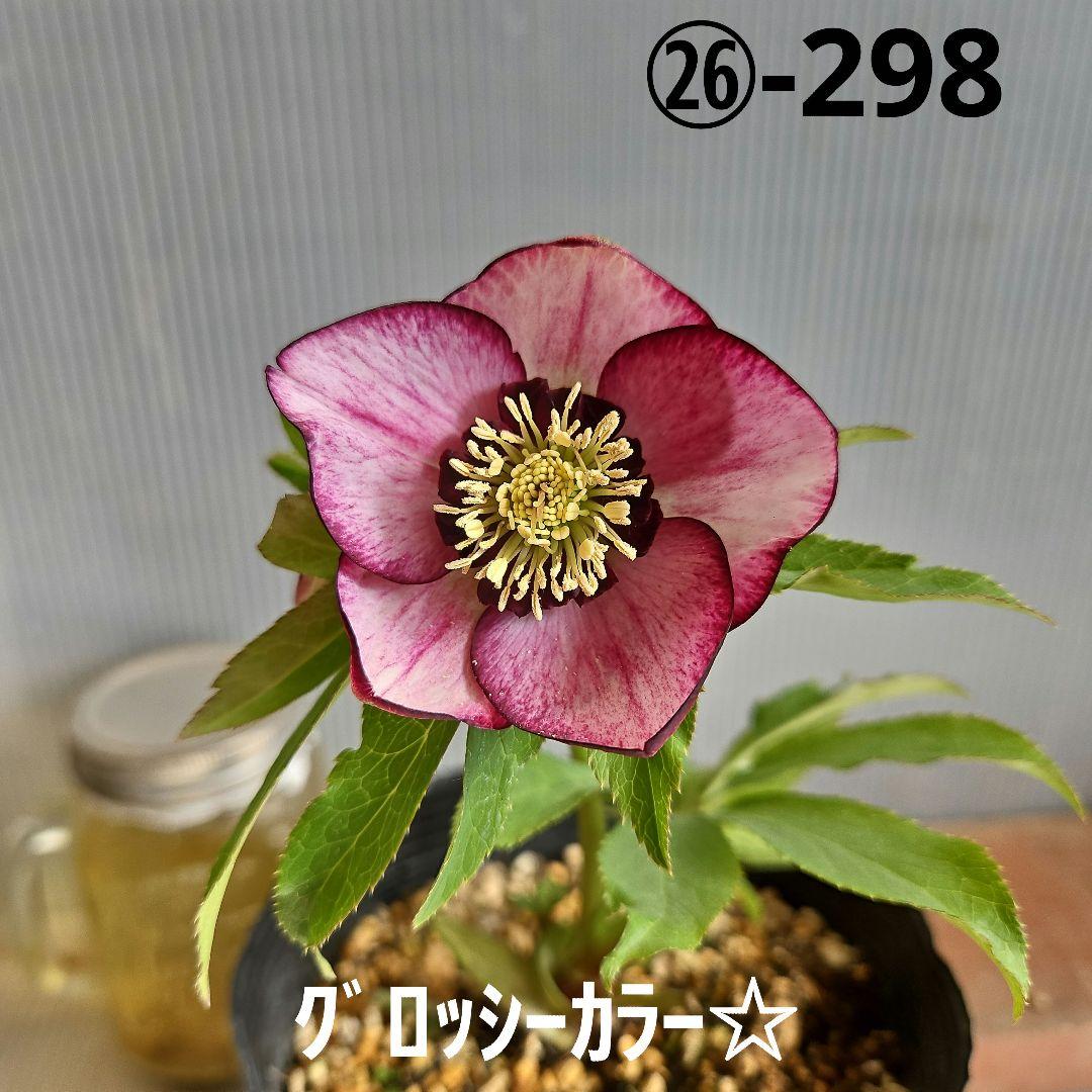 ✿㉖-298クリスマスローズ