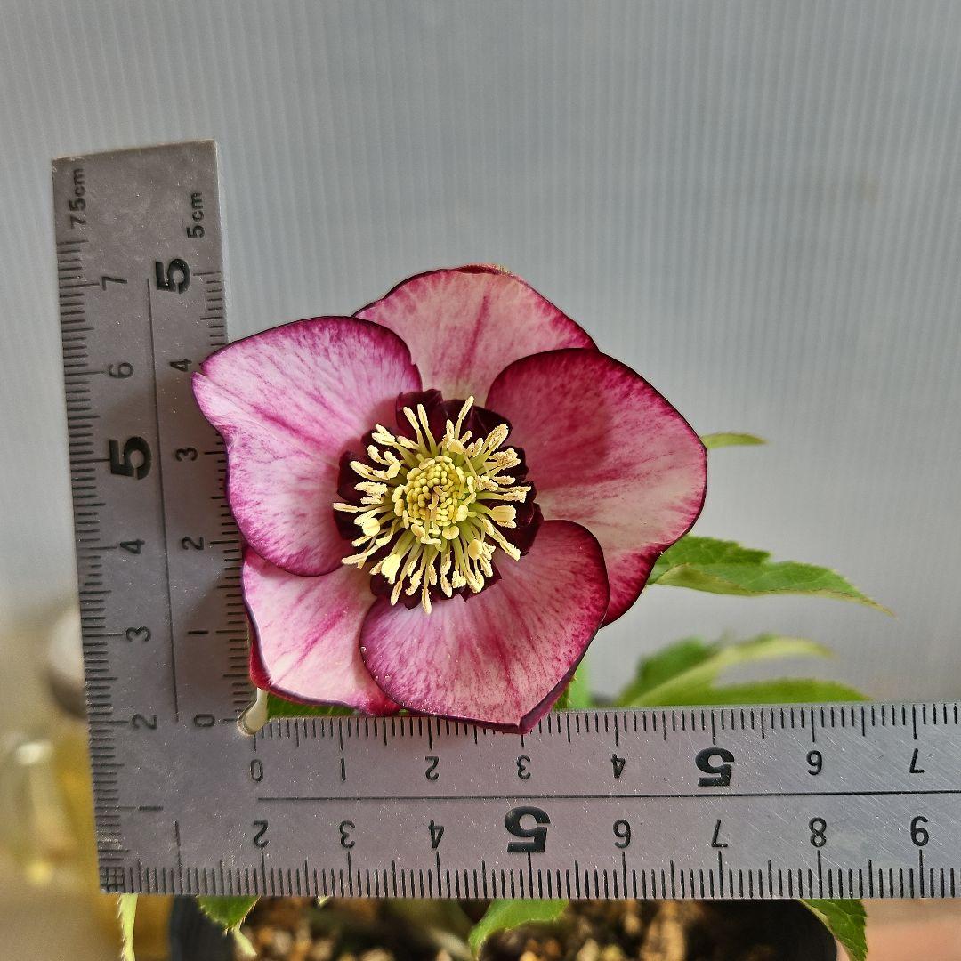 ✿㉖-298クリスマスローズ