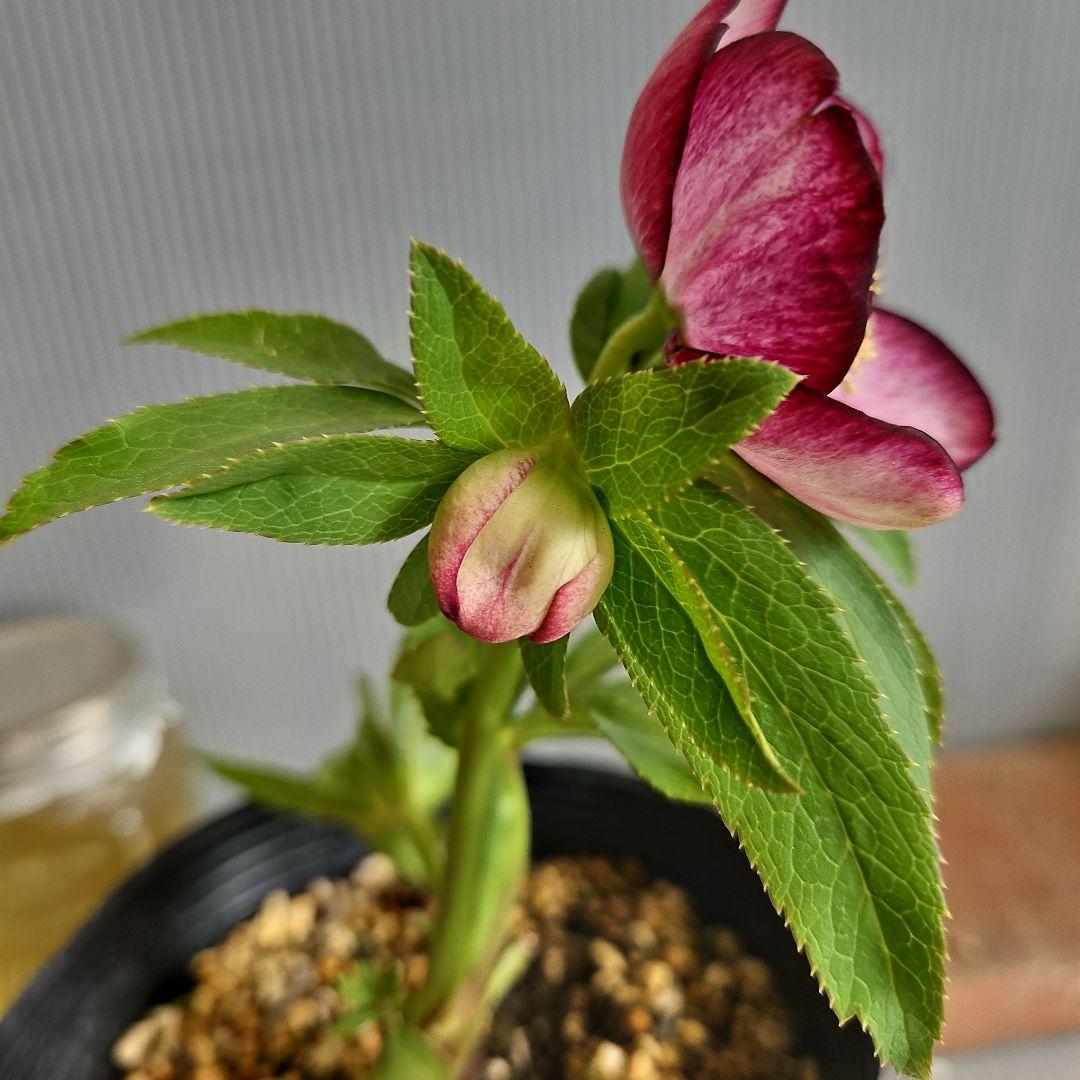 ✿㉖-298クリスマスローズ