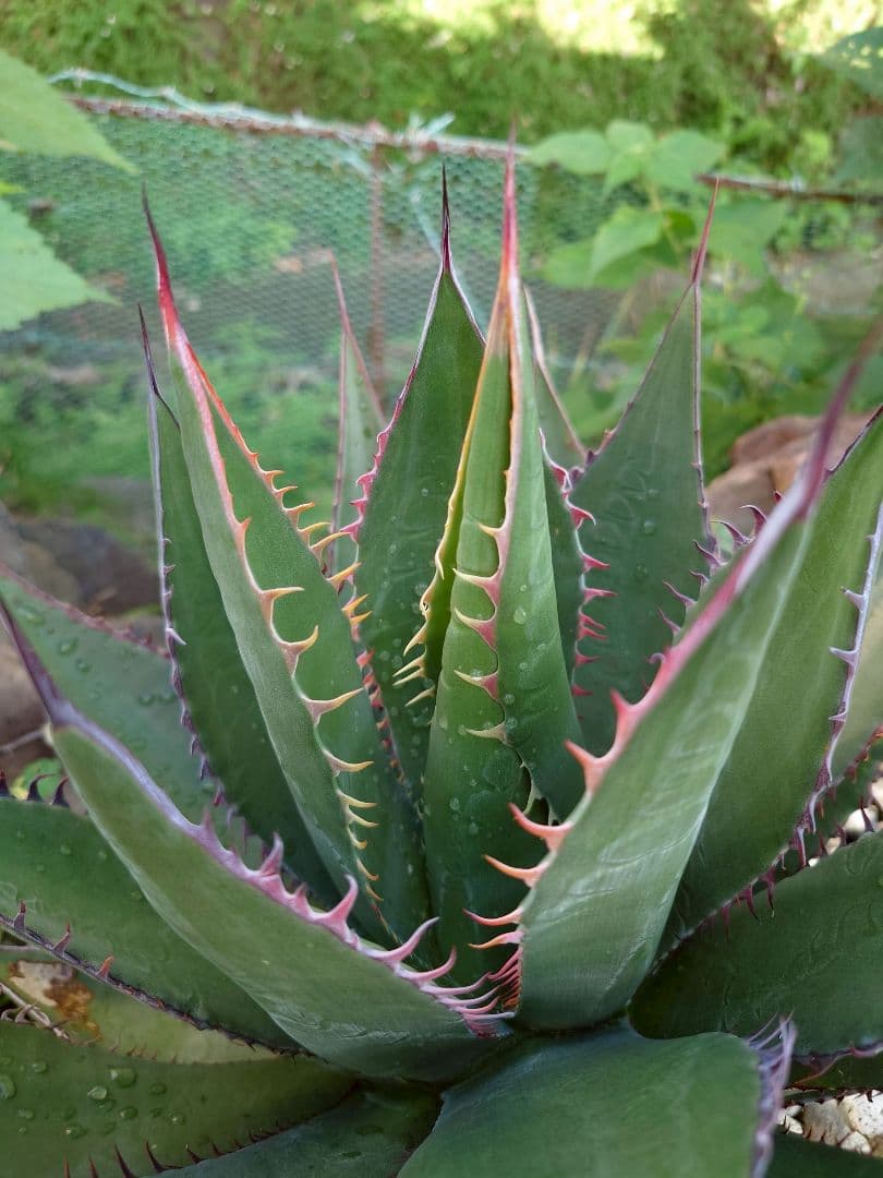 アガベ　USシャウイー　USシャウィー