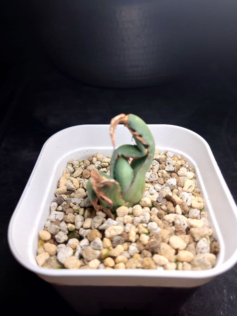 アガベ　USシャウイー　USシャウィー