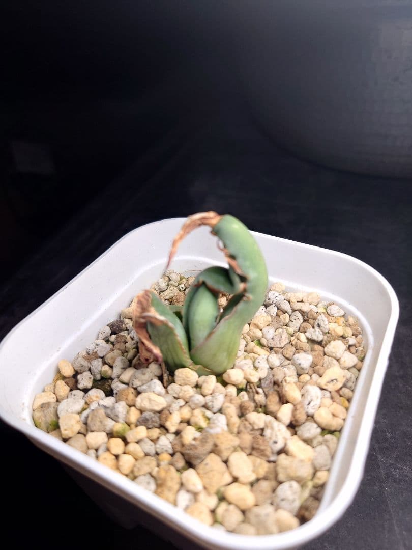 アガベ　USシャウイー　USシャウィー