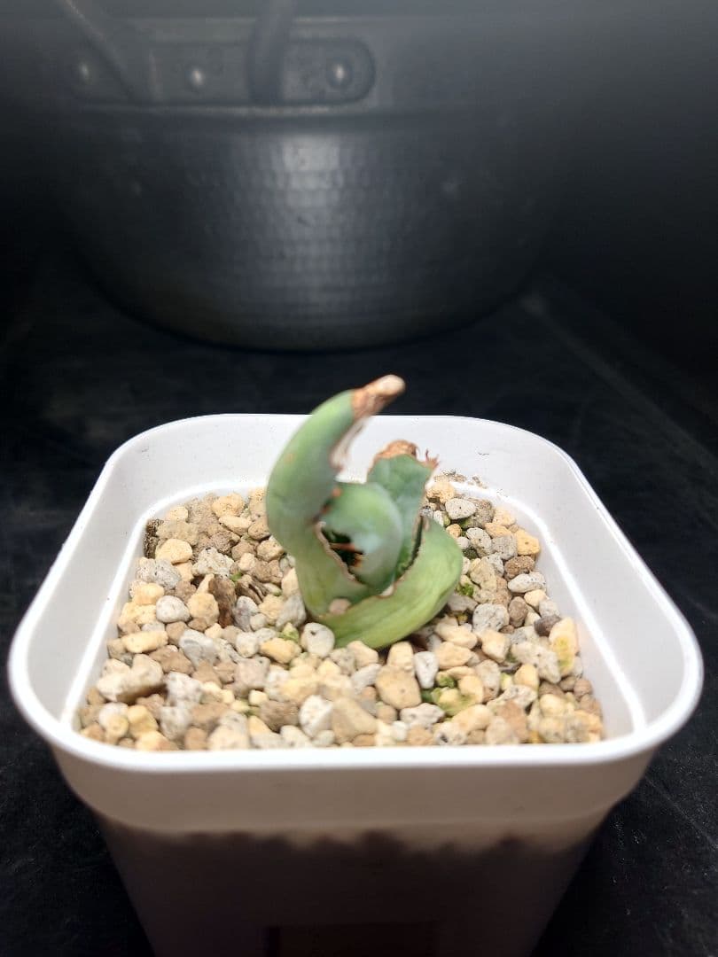 アガベ　USシャウイー　USシャウィー