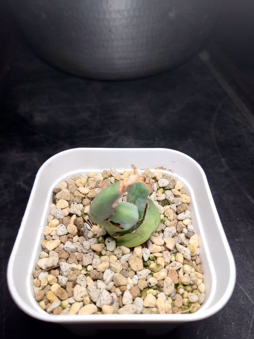 アガベ　USシャウイー　USシャウィー