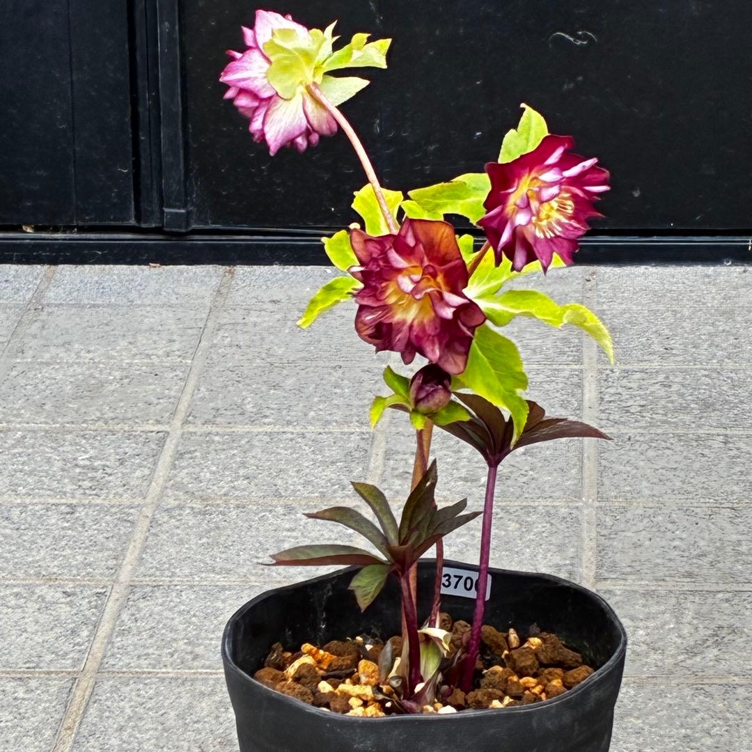 3706⭐️凄赤オーレア⭐️底ゴールド⭐️小輪⭐️激コントラスト⭐️コンパクト⭐️広瀬