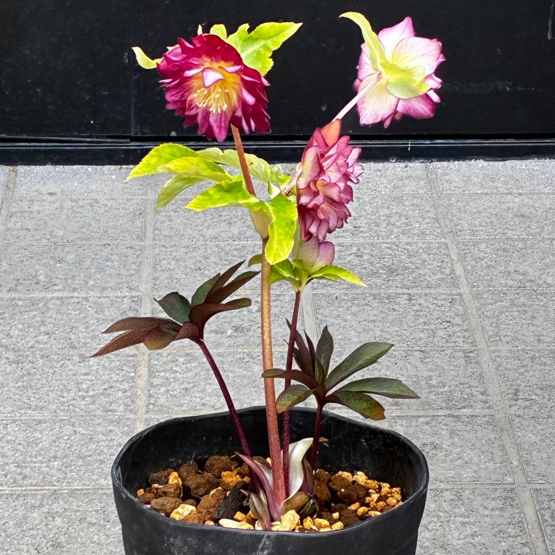 3706⭐️凄赤オーレア⭐️底ゴールド⭐️小輪⭐️激コントラスト⭐️コンパクト⭐️広瀬