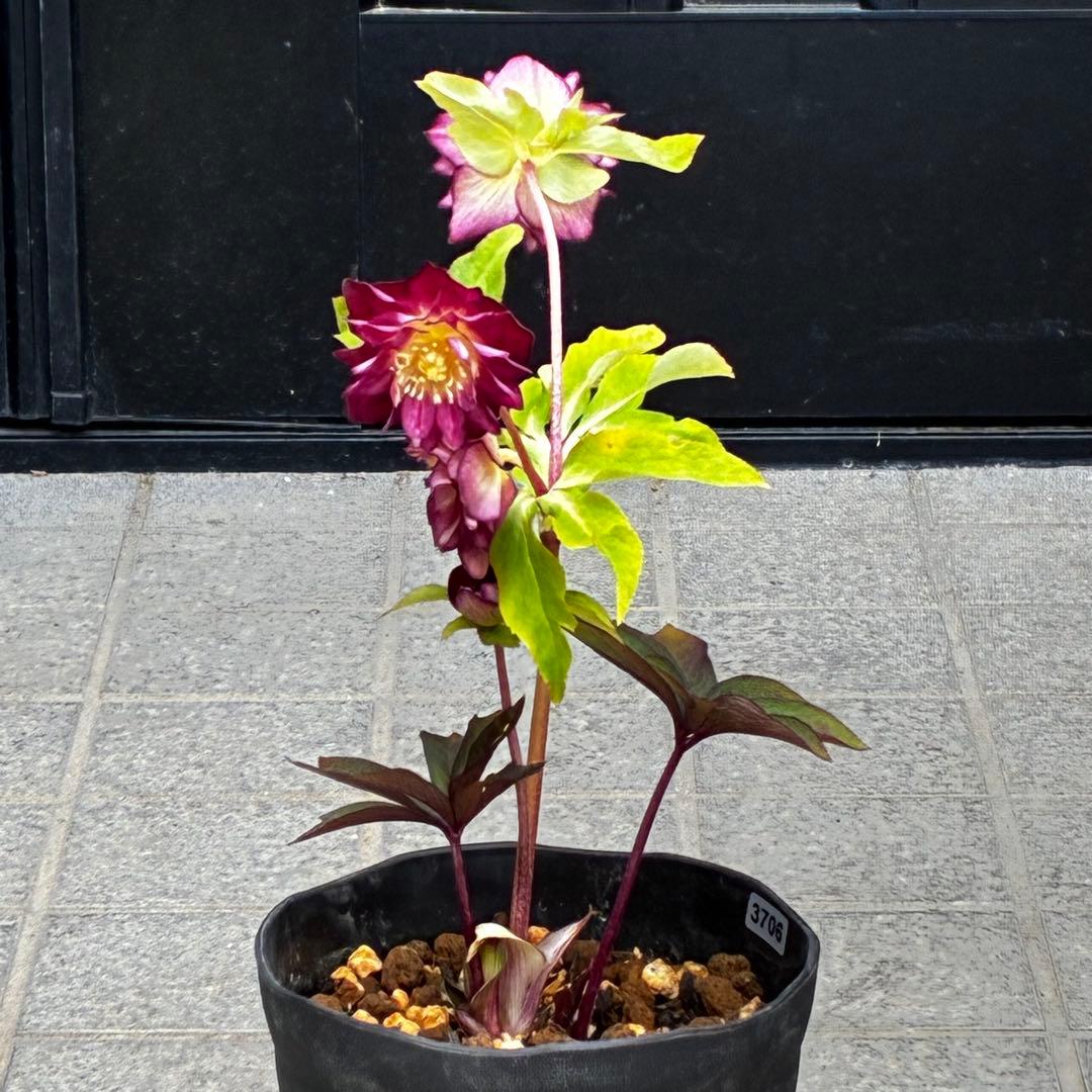 3706⭐️凄赤オーレア⭐️底ゴールド⭐️小輪⭐️激コントラスト⭐️コンパクト⭐️広瀬