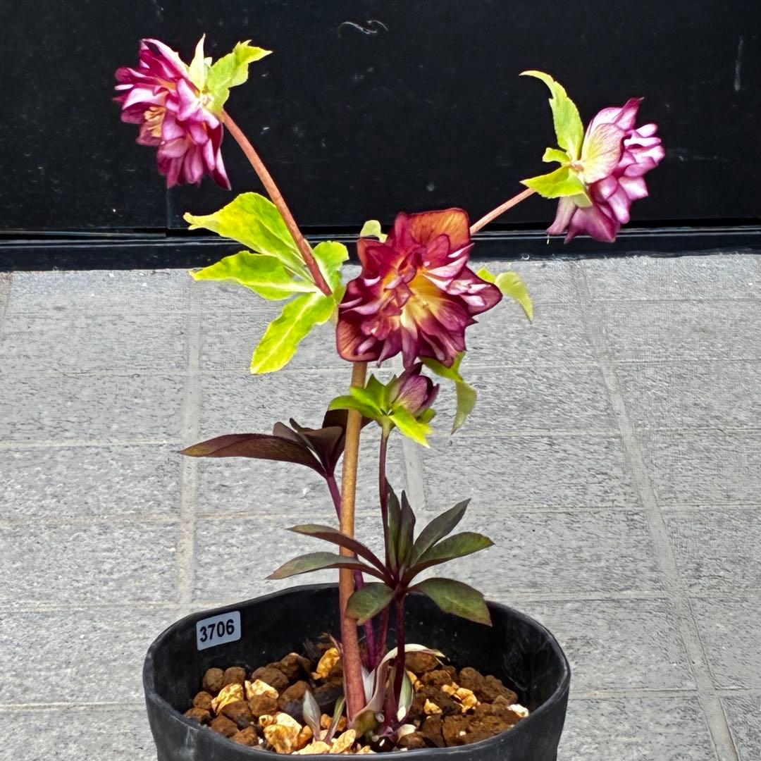 3706⭐️凄赤オーレア⭐️底ゴールド⭐️小輪⭐️激コントラスト⭐️コンパクト⭐️広瀬