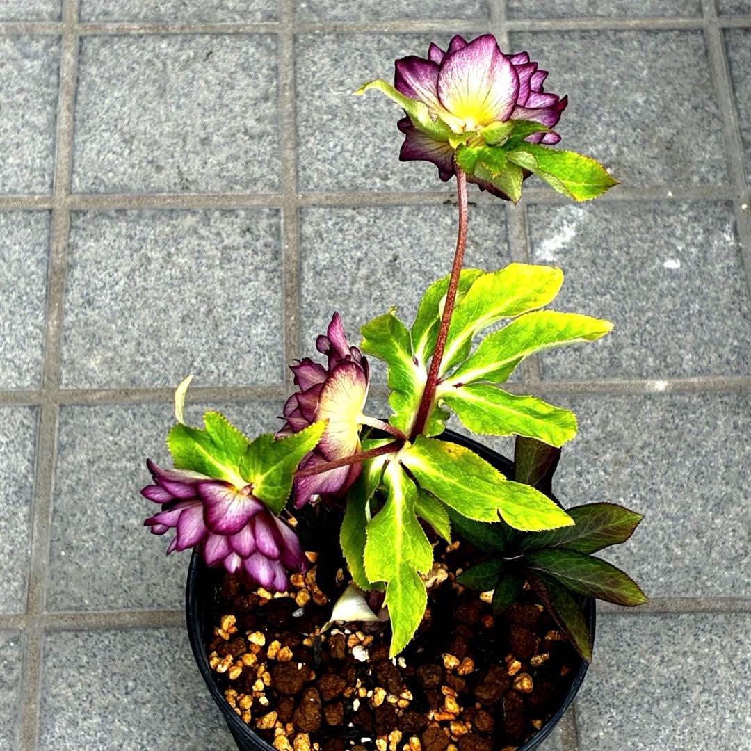 3706⭐️凄赤オーレア⭐️底ゴールド⭐️小輪⭐️激コントラスト⭐️コンパクト⭐️広瀬