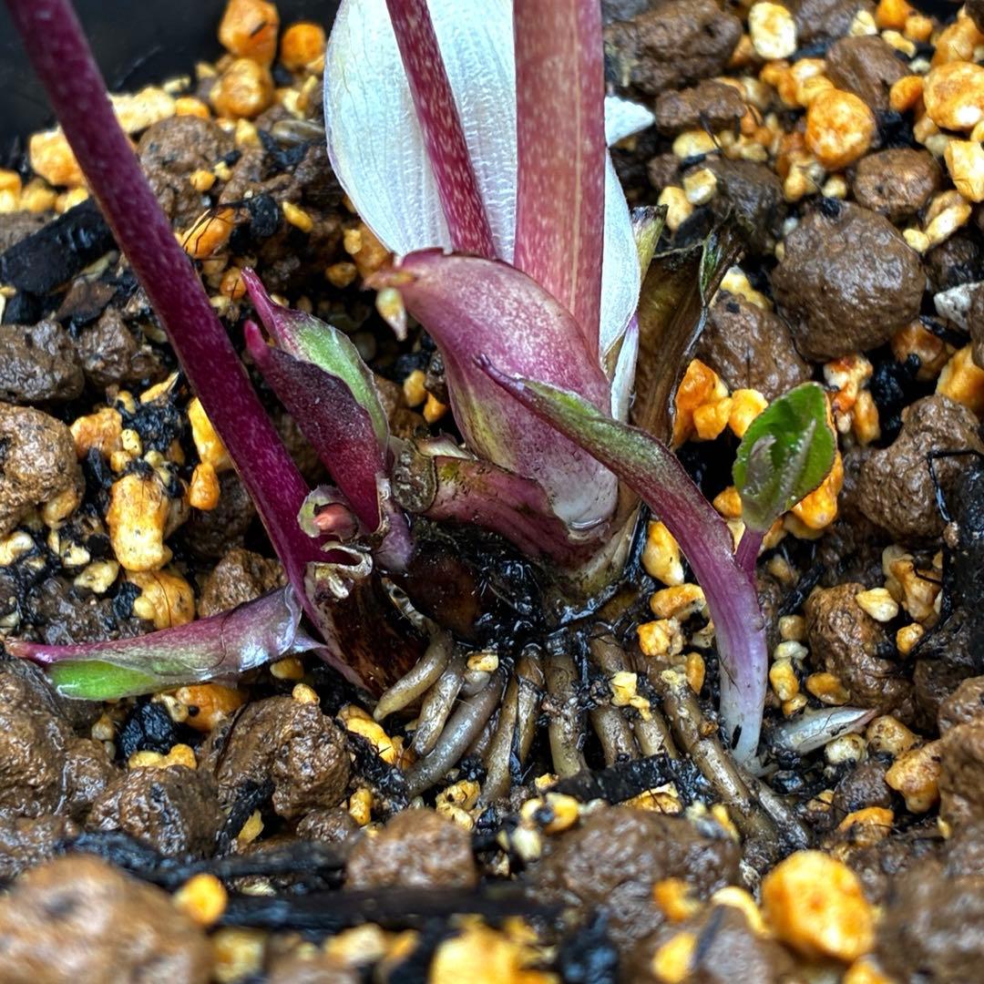 3706⭐️凄赤オーレア⭐️底ゴールド⭐️小輪⭐️激コントラスト⭐️コンパクト⭐️広瀬