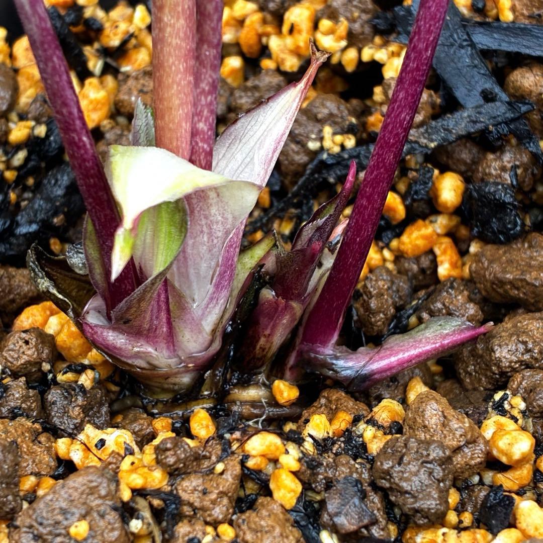 3706⭐️凄赤オーレア⭐️底ゴールド⭐️小輪⭐️激コントラスト⭐️コンパクト⭐️広瀬