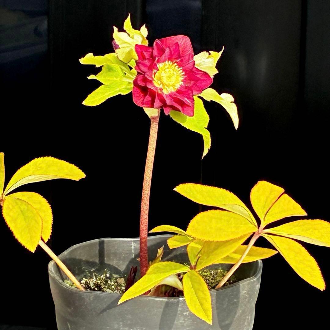 3706⭐️凄赤オーレア⭐️底ゴールド⭐️小輪⭐️激コントラスト⭐️コンパクト⭐️広瀬