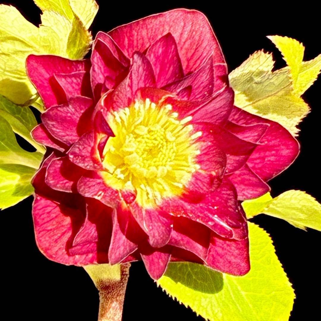 3706⭐️凄赤オーレア⭐️底ゴールド⭐️小輪⭐️激コントラスト⭐️コンパクト⭐️広瀬