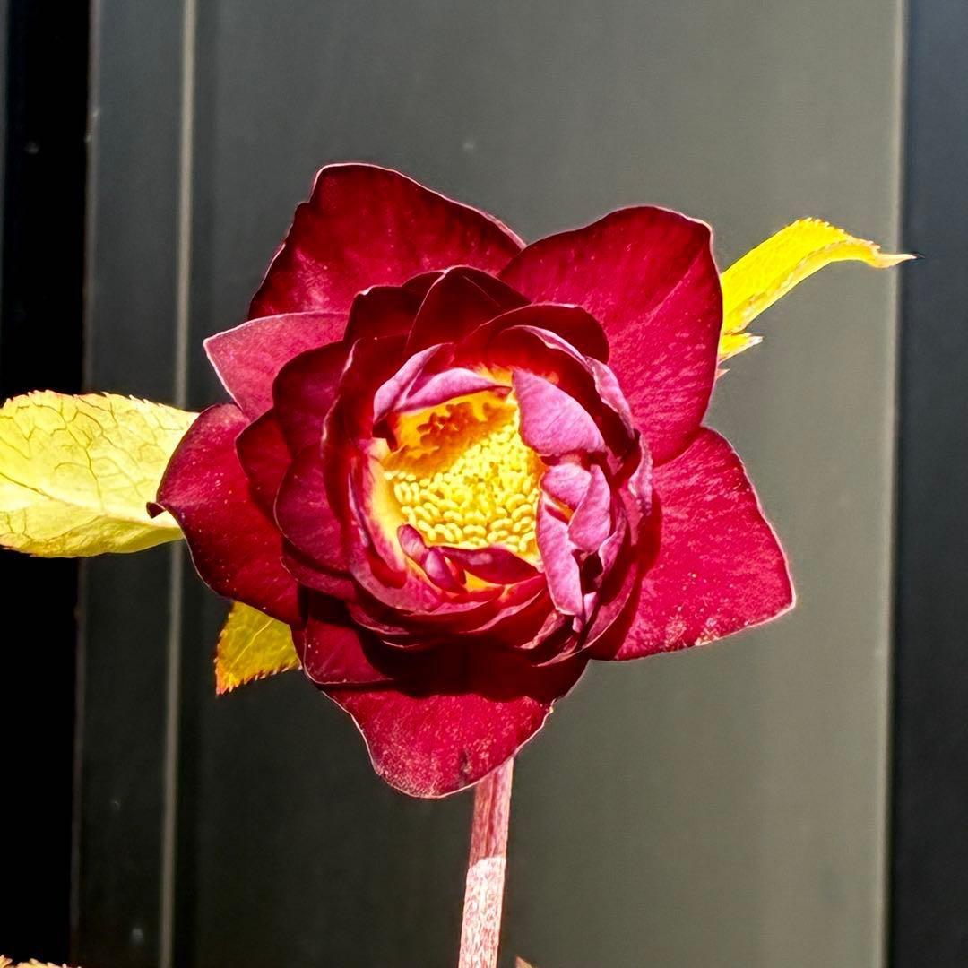 3706⭐️凄赤オーレア⭐️底ゴールド⭐️小輪⭐️激コントラスト⭐️コンパクト⭐️広瀬