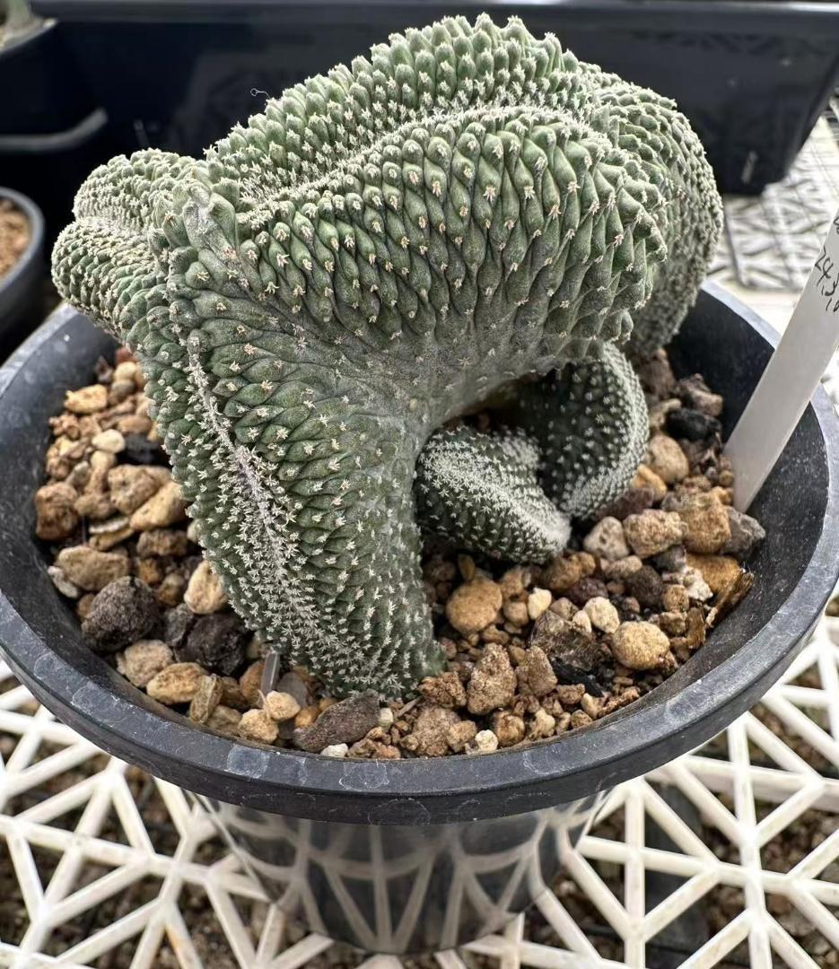 ストロンボ　サボテン　多肉植物　★★実生綴化　菊水★★♯大苗♯