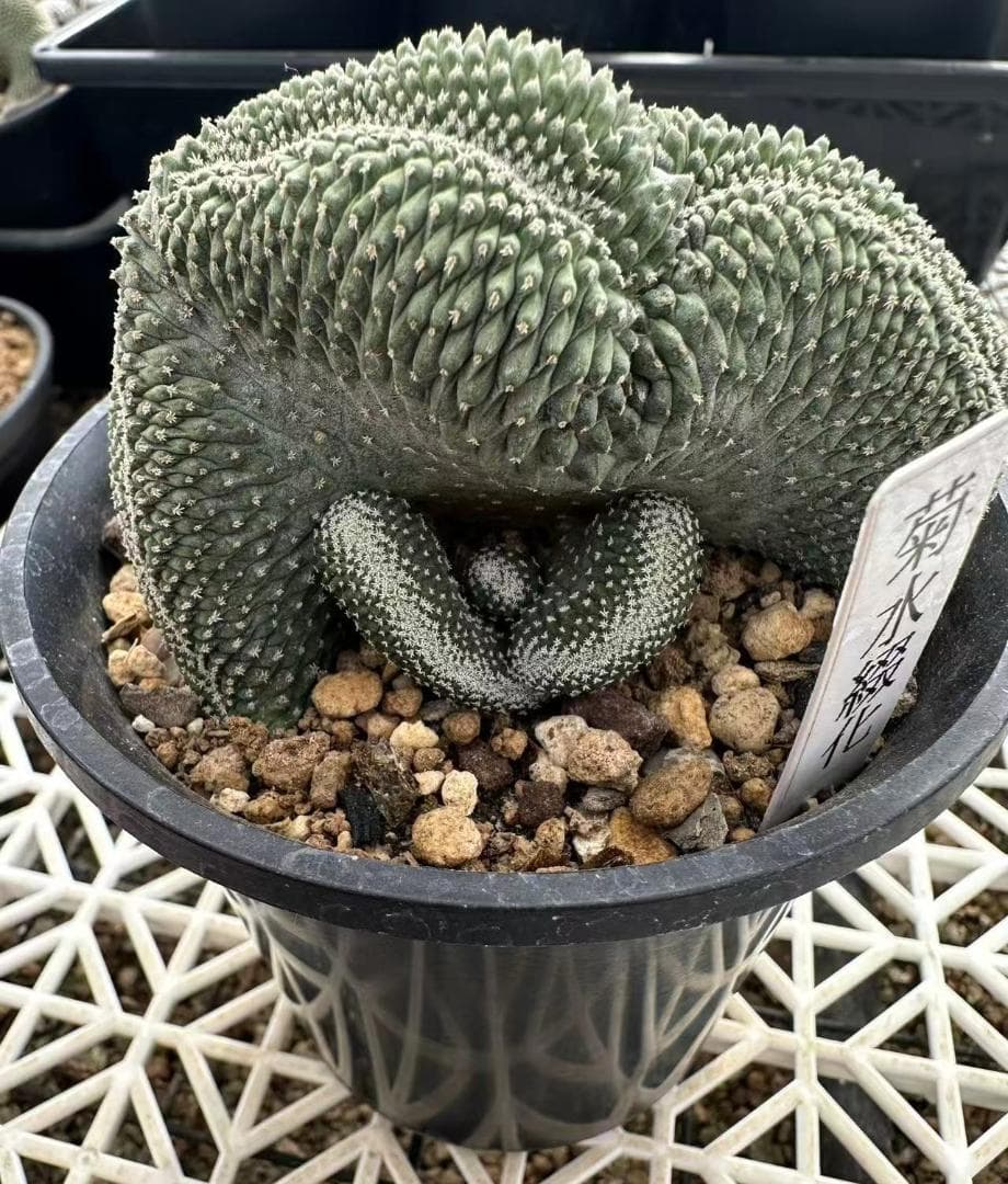 ストロンボ　サボテン　多肉植物　★★実生綴化　菊水★★♯大苗♯