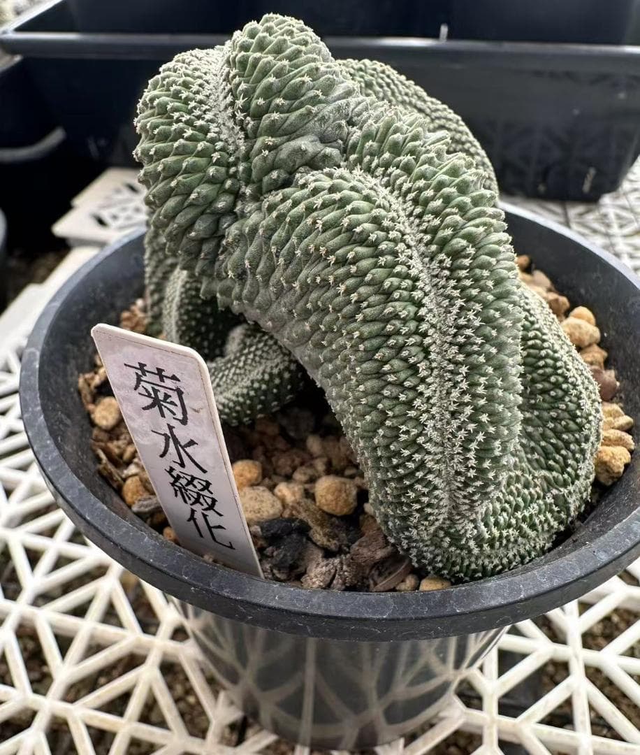 ストロンボ　サボテン　多肉植物　★★実生綴化　菊水★★♯大苗♯