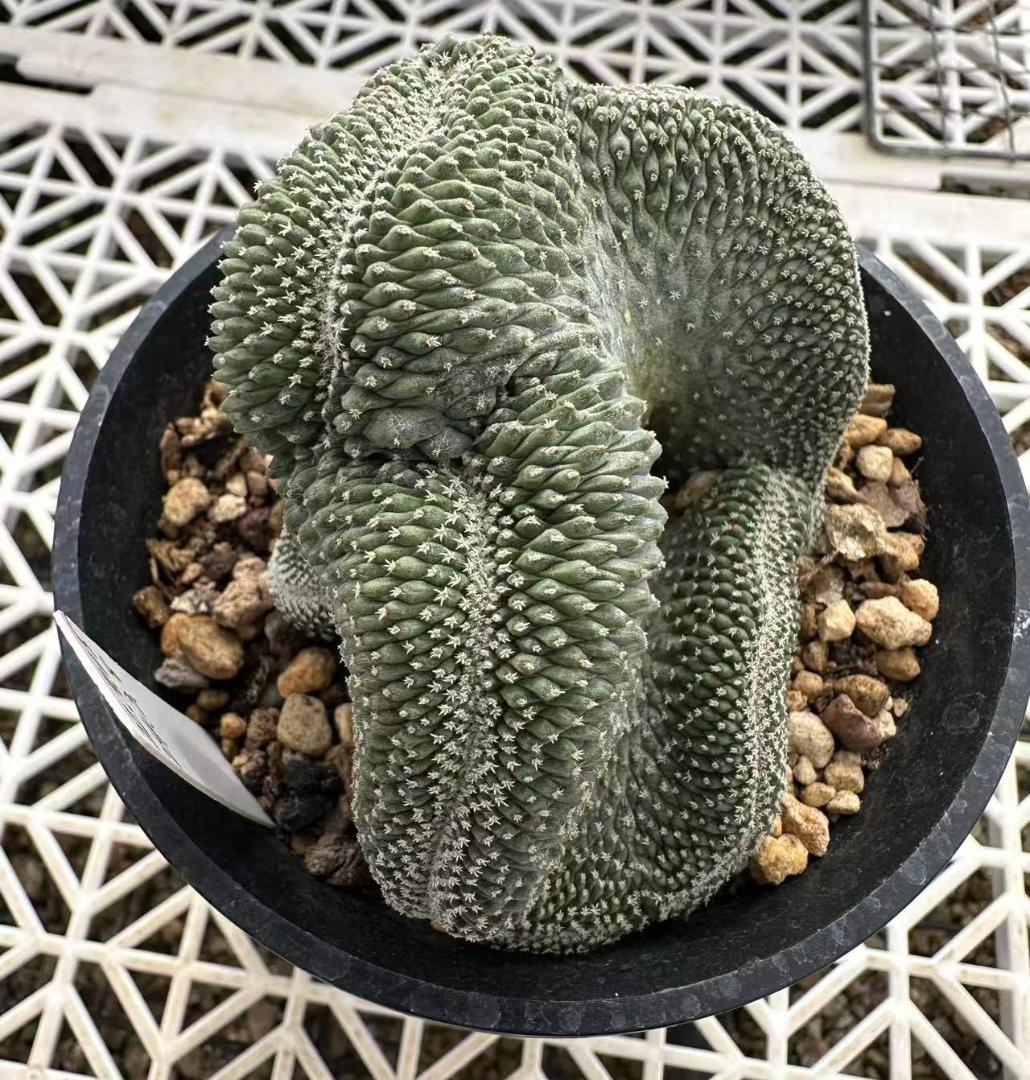 ストロンボ　サボテン　多肉植物　★★実生綴化　菊水★★♯大苗♯