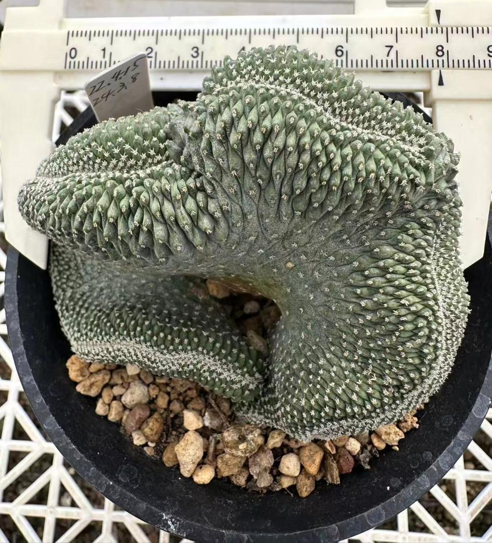 ストロンボ　サボテン　多肉植物　★★実生綴化　菊水★★♯大苗♯